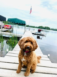 Charlie F1B Mini Goldendoodle of Minnie & Canyon